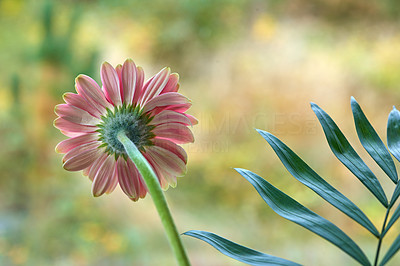 Beautiful gerbera flower