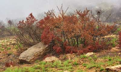After the bush fire