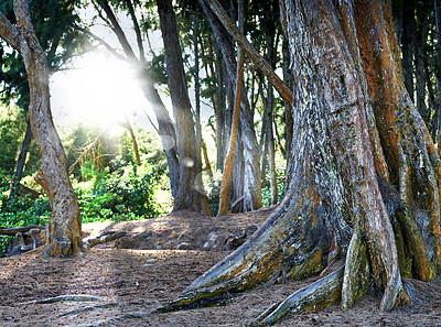 Trees of Oahu, Hawaii