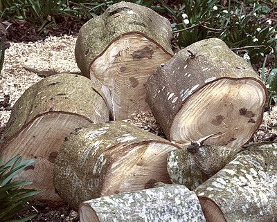 Firewood of chestnut tree