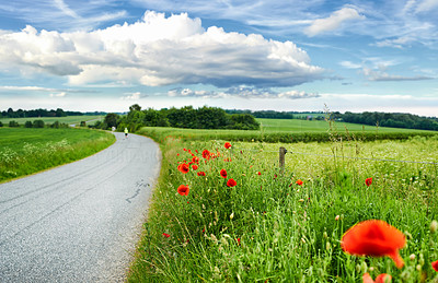Poppies in the countryside -Denmark
