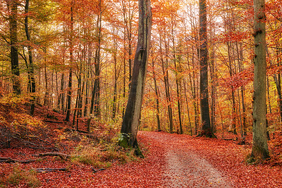 Dirt road in the forest - Beautiful autumn