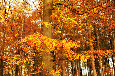 Beautiful autumn forest