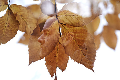 The face of autumn