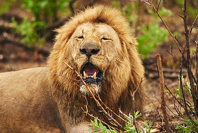 He\'s the king of the jungle