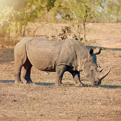 Rhinos are often solitary animals