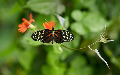 Butterflies…beautiful beyond belief