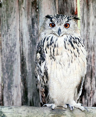 Great Horned owl