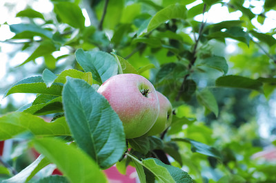 Fresh apple in the garden
