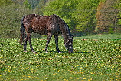 Beautiful horse - wonder of nature
