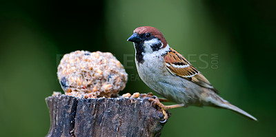 Beautiful sparrows