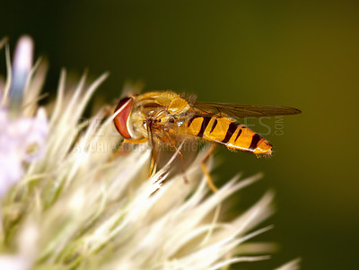 A macro photo of an imitation bee on a flower