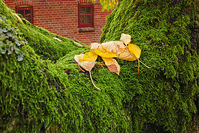 Fallen leaves on a moss-covered tree