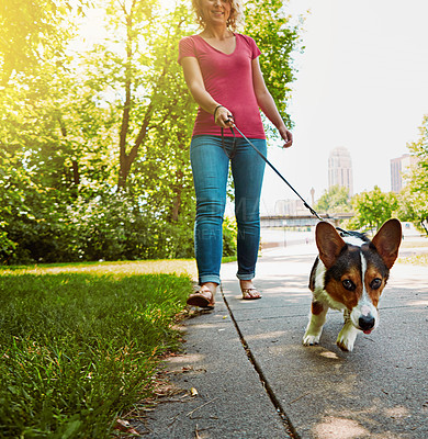 Taking the right steps towards a healthy and happy pet