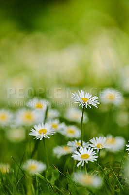 Wild common daisies in the lawn