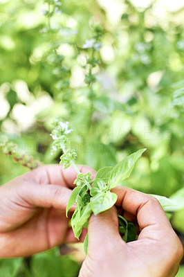 Human hands holding a the Basil plant leaves
