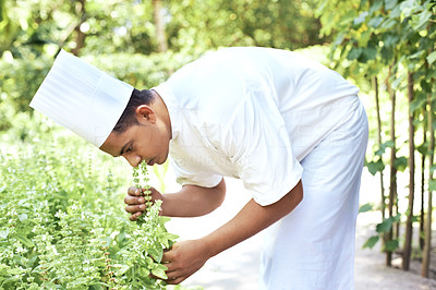 Male cook smelling fresh herbs in garden