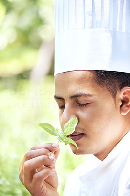 Perfection - Young chef smelling fresh basil leaves
