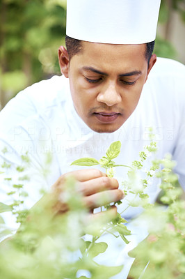 Young male cook smelling fresh basil