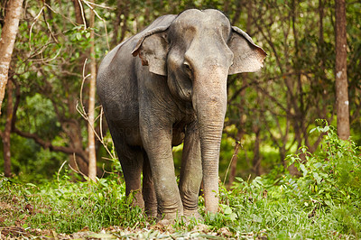 Elephant standing - Thailand