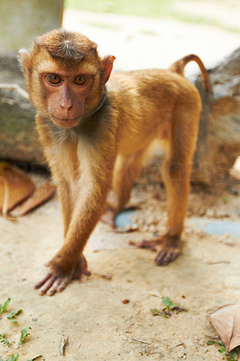 Captive macaque monkey