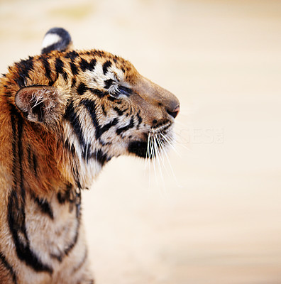 Profile of an Indochinese tiger