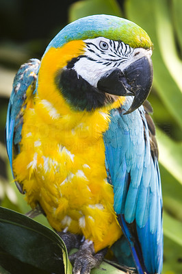 A brightly colored macaw
