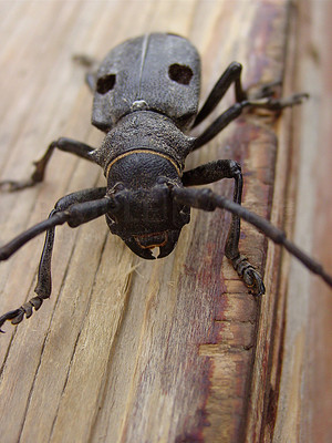Stag beetle crawling along a tree trunk
