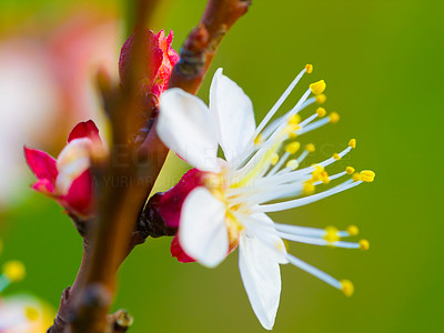 Blooming plum tree blossoms