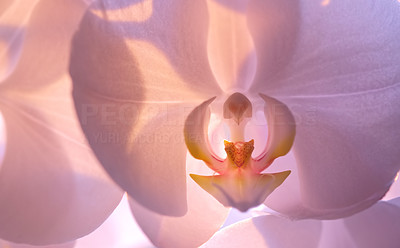 A photo of a beautiful Orchid