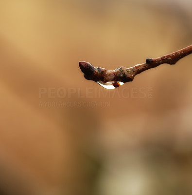A photo a spring bud in the rain