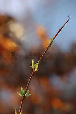 A sharp and detailed photo of nature details in springtime