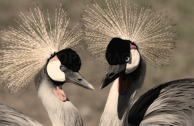 African Crowned Crane