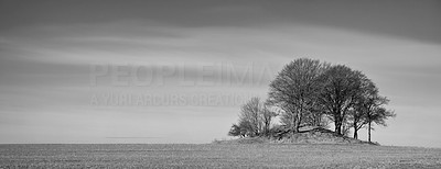 Bare trees in black and white