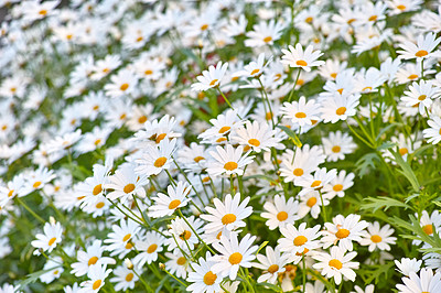 White daisies in bloom