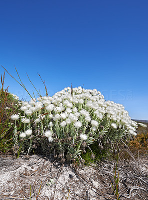 Western Cape wildflowers