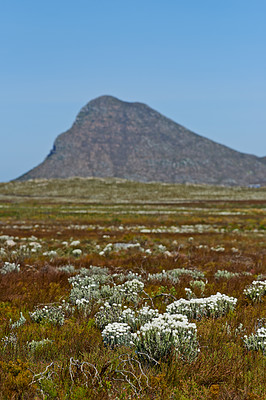 Western Cape Fynbos