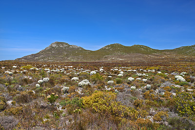 Indigenous flowers of the Western Cape