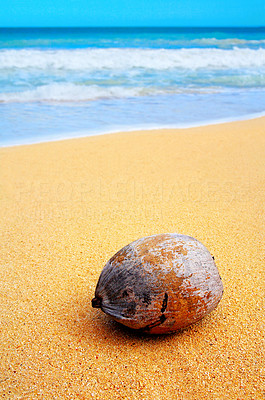 Lone Coconut on Secluded Beach in Hawaii