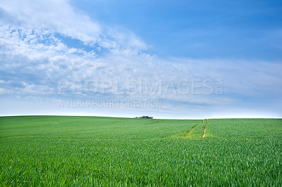 Green fields and blue skies