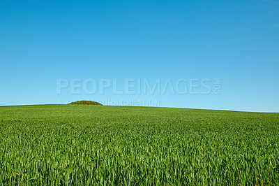 Green fields and blue sky in spring